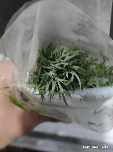 a5 2017: Холодильник Beko, Двухкамерный, Low frost, 2 * 60 — 4