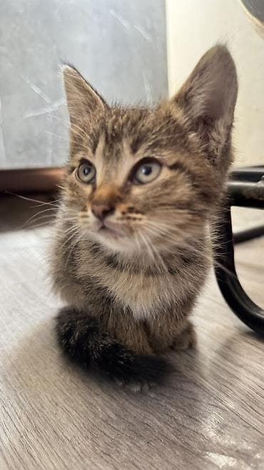 scottish fold: Котята, домашние, приучены к лотку. - Окрас: два дымчато‑серых — 3