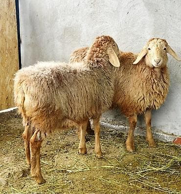 Продаю | Овца (самка), Ягненок | Гиссарская, Арашан | Для разведения | Ярка