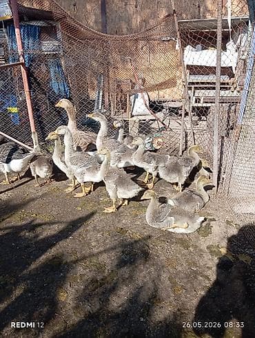 бенгальская кошка цена бишкек: Продаю месячных гусят, породы: серая крупная. Родители, с Перьми — 2