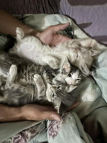 Срочно или их придется оставить на улице,Котята домашние
