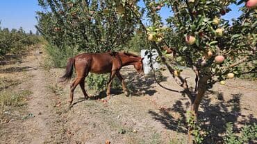 сколько стоит померанский шпиц в бишкеке: Продаю | Жеребенок — 2