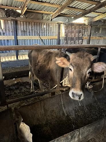 кошка продаётся: Продаю | Тёлка | Для молока | Привязанные — 4