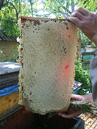 Үй жана бакча: Бал, Мёд, асел 🍯 ДҮҢ САТЫЛАТ! Токтогулдун табигый тоо балы Таза — 4