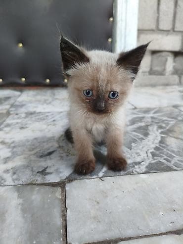 животные кошки: Котята от сиамской кошки - Помёт от породистой сиамской кошки с — 10