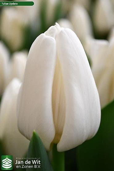 ночник тюльпан: Луковицы цветка: Тюльпаны, Самовывоз, Бесплатная доставка, Платная доставка — 3