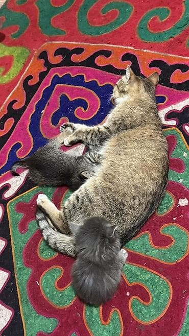 отдам в добрые руки кошку: Котята от домашней кошки - Порода: беспородные (домашние). - Окрас — 1