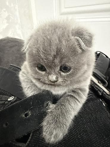 котята скоттиш страйт: Шотландские вислоухие котята (Scottish Fold), окрас голубой (blue). - — 7
