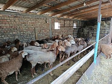 Животные: Продаю | Ягненок, Баран (самец) | Арашан | Для разведения | Матка, Ярка, Ягнившаяся — 4