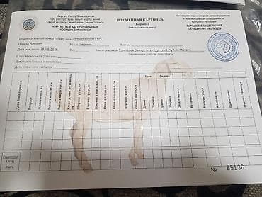 бычки 1год: Продаю | Баран (самец), Ягненок | Арашан — 5