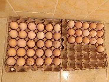 Азык-түлүктөр: Домашние куриные яйца, оплодотворенные - Размер: средние и крупные — 2