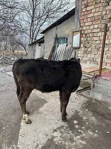 породистые кошки бишкек: Продаю | Тёлка | Алатауская | Для разведения — 7