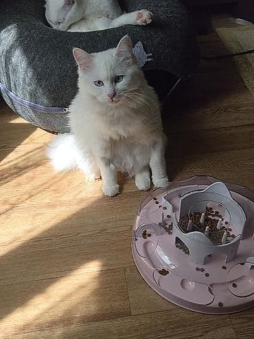 белая ангорская кошка: Кошка даром: Ангорская, 9 месяцев, Девочка, Кастрирована, Приучена к лотку, Проглистована — 8