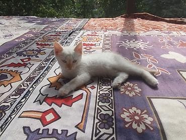 Белый котёнок с кремовыми отметинами - Порода: домашняя