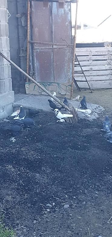 Породистые голуби все породы и возраста декоративно- все очень