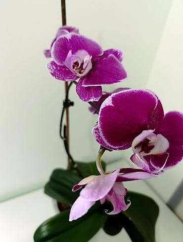 шлепки 2023: Фаленопсис в горшкена всех вото 4 горшочных цветка. каждое растение по — 6