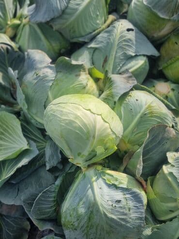 цена искусственного газона для футбольного поля: Капуста Белокачанная — 5