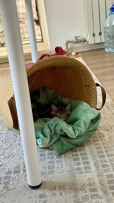 русская дымчатая кошка: Скотиш Страйт (Шотландская прямоухая), 2 месяца, Девочка, Приучена к лотку, Проглистована, С документами — 3