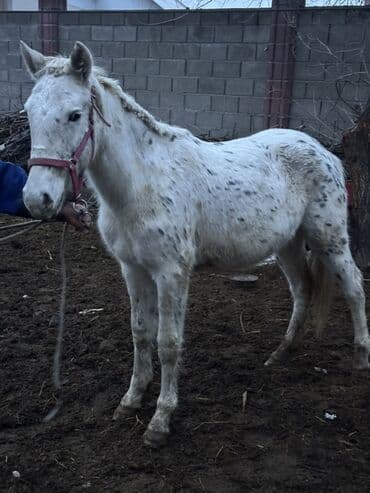 Кошки: Продаю | Кобыла (самка) | Для разведения | Племенные — 4