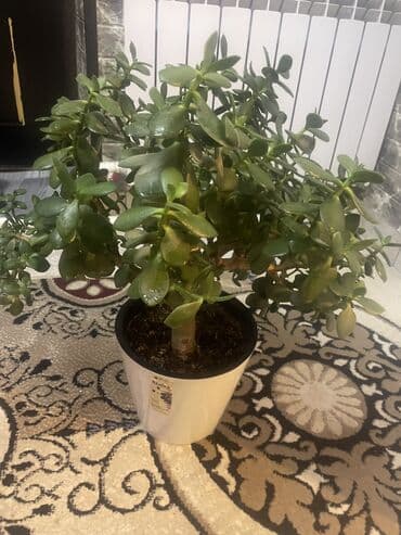 алоэ вера растение купить: Денежная дерево — 2