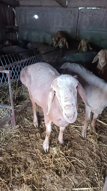 фазаны купить: Продаю | Баран (самец) | Арашан | На забой, Для разведения | Племенные, Осеменитель — 6