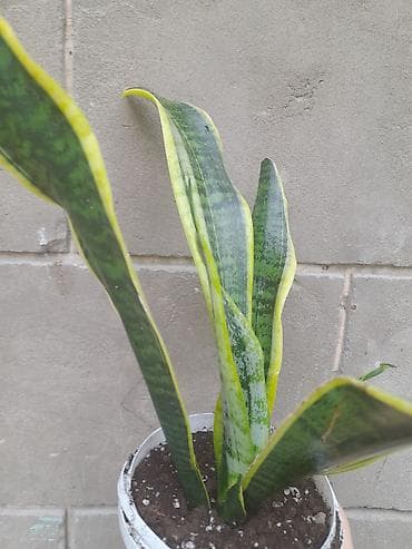 драцены: Сансевиерия (Sansevieria trifasciata) «Лориант»/«Золотая Ханни» с — 2