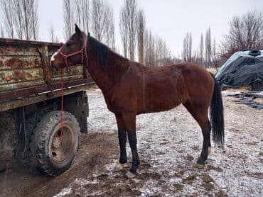 продам бу оборудование для птицефабрики: Продаю | Жеребец | Кара Жорго | Конный спорт | Мерин — 3