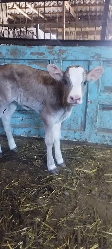 продаю кошара ферма: Продаю | Музоо, торпок | Полукровка | Для разведения, Для молока — 6