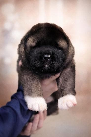 улака ат: Щенки американской акиты готовятся к предварительному бронированию — 1