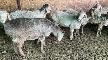 Продаю | Овца (самка), Ягненок | Гиссарская, Арашан | На забой, Для разведения, Для шерсти | Племенные, Ярка at lalafo.kg Продаю | Овца (самка), Ягненок | Гиссарская, Арашан | На забой, Для разведения, Для шерсти | Племенные, Ярка