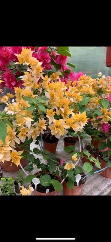 клематис бал цветов купить: Бугенвиллия в горшке (разные окраски прицветников) - Вид — 9