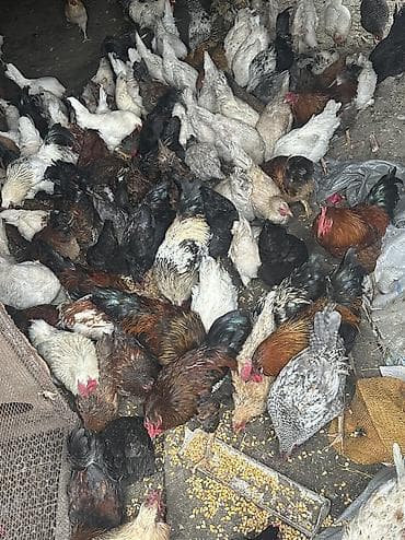 чөп сатылат: Сатам | Тооктор, Короздор | Жарым брама, Үй, Кучинская | Союуга, Көбөйтүү үчүн, Жумуртка туудуруу үчүн — 10