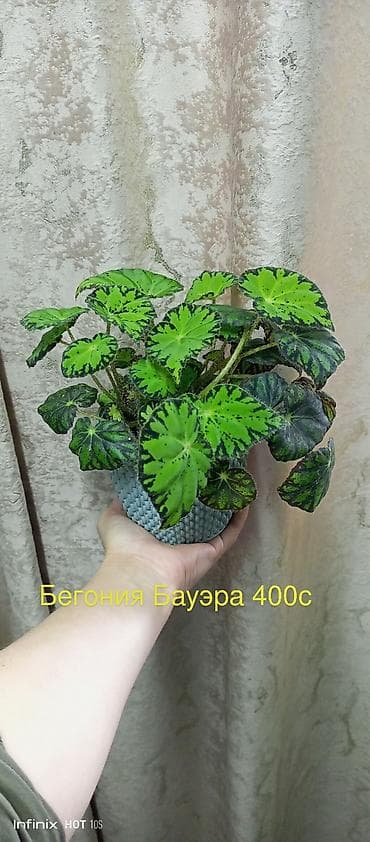 plaud note: Комнатные растения в горшках: - Колиус — декоративно-лиственное — 4