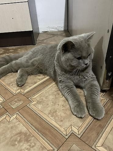 мышык парода: Скотиш Страйт (Шотландиялык тик кулактуу), 6 айлык, Ургаачы — 3