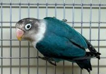 кролик купить декоративный: Массковые неразлучники (Agapornis): декоративные попугаи малых — 3