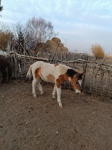 куна: Продаю | Жеребенок | Полукровка | Рабочий — 6