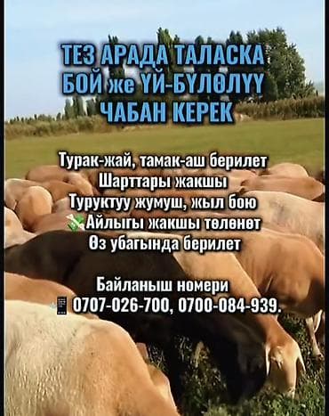 Требуется Пастух, Оплата: Сдельная, Обучение