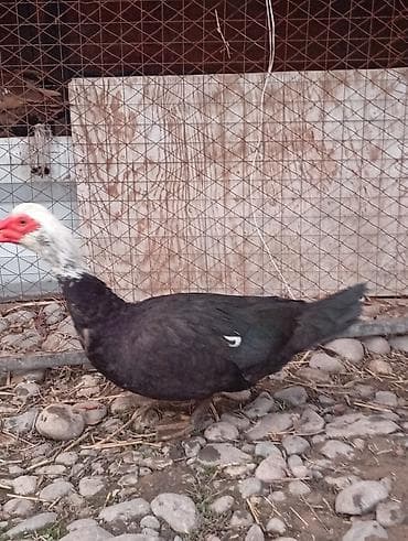 Куры, петухи: Продаю | Петух | Домашняя | Для разведения — 1