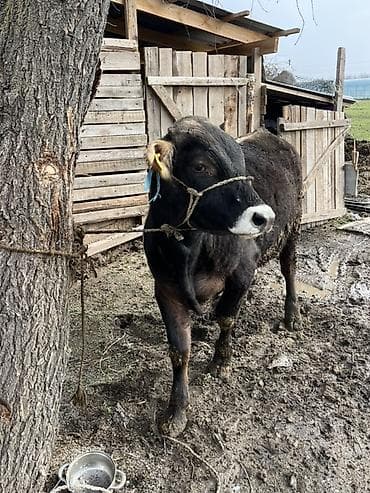 корова симентал: Продаю | Бык (самец) | Швицкая | На откорм | Привязанные — 8