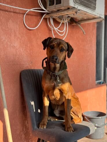 собака даберман: Собака даром: Доберман, 1 год, Самец, С прививкой — 2