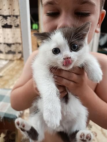 дом для кош: Котята, домашние, ручные. - Окрас: - Бело-серый: белая шёрстка с — 1
