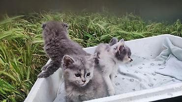 цена шотландской вислоухой кошки: Продаютя шотландские вислоухие котята (скоттиш фолд и страйт). Мама — 10