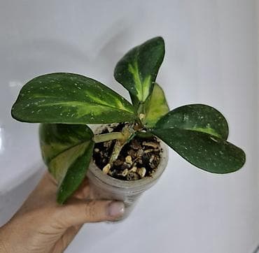 красное дерево: В продаже тайские сингониумы: Сингониум Грин фреклес мутейшн 500 сом — 4