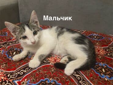 кошка дом: Беспородная, 3 месяца, Мальчик, Черный, Приучена к лотку — 1