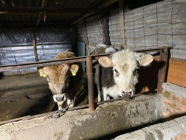 ахотничий собака: Продаю | Бык (самец) | На откорм, Для разведения | Привязанные — 1