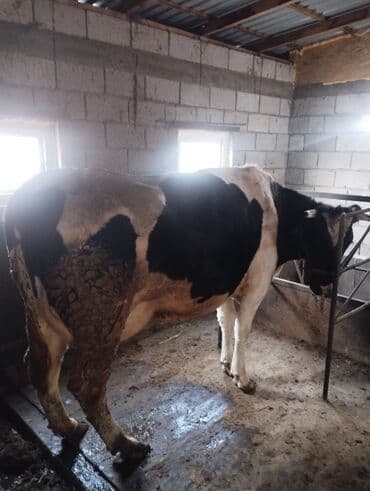 Ветеринар кызматы: Сатам | Уй (ургаачы) | Сүт алуу үчүн | Музоологондон кийин — 4