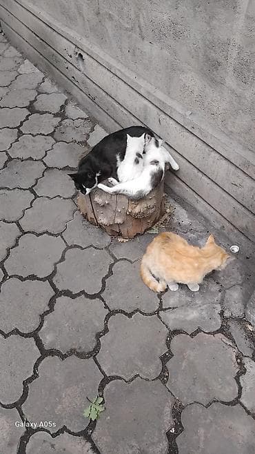 животные кошка: Котята домашние, помёт разной окраски: - два бело-серых с пятнышками; — 3