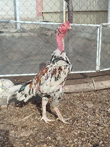 byd в рассрочку бишкек: Электровелосипед, Б/у — 1