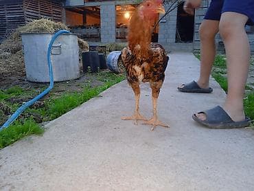 Продаю | Петух | Бойцовая | Для разведения