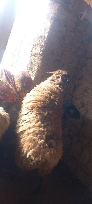 стришка барана: Продаю | Овца (самка) | Для разведения — 2